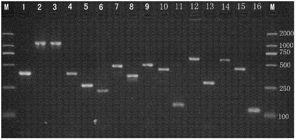 Composite gene chip and method for detection of fourteen common pathogenic bacteria