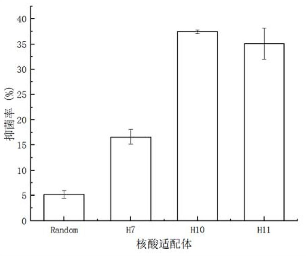 A nucleic acid aptamer h7 capable of targeting and inhibiting Vibrio anguillarum and its application