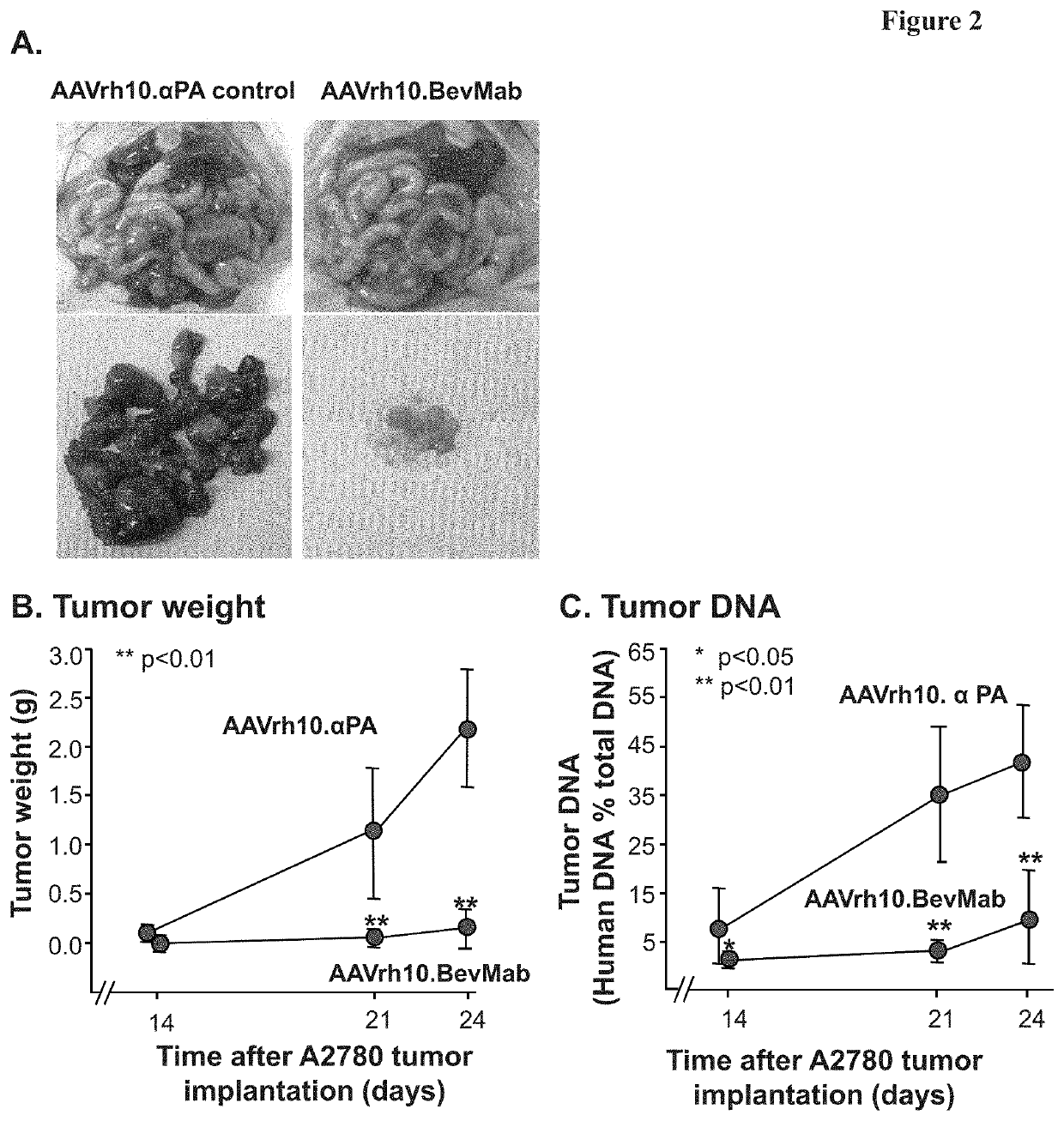 Adenoassociated viral mediated persistant anti-VEGF therapy for ovarian cancer
