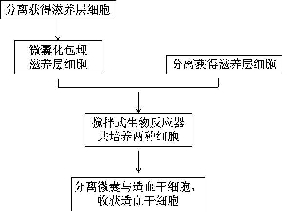 Three-dimensional dynamic co-culture system for amplifying hematopoietic stem cells