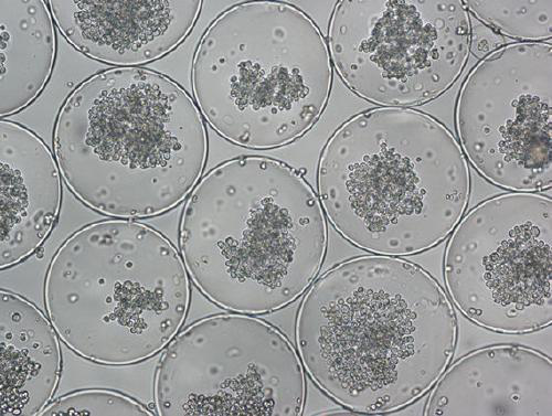 Three-dimensional dynamic co-culture system for amplifying hematopoietic stem cells