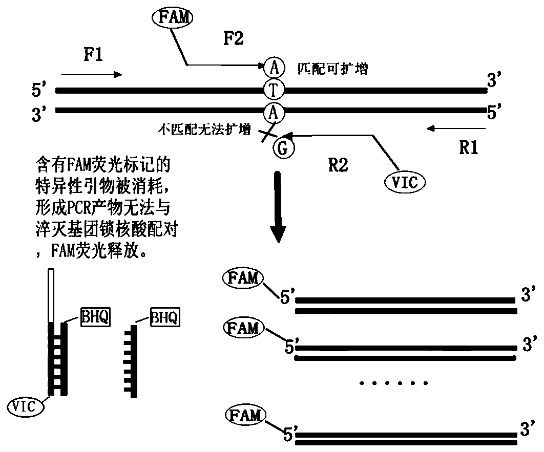 A human aldh2 gene polymorphism detection kit and its preparation method and application