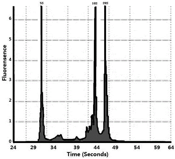 Method for extracting total RNA from tamarix chinensis tissues