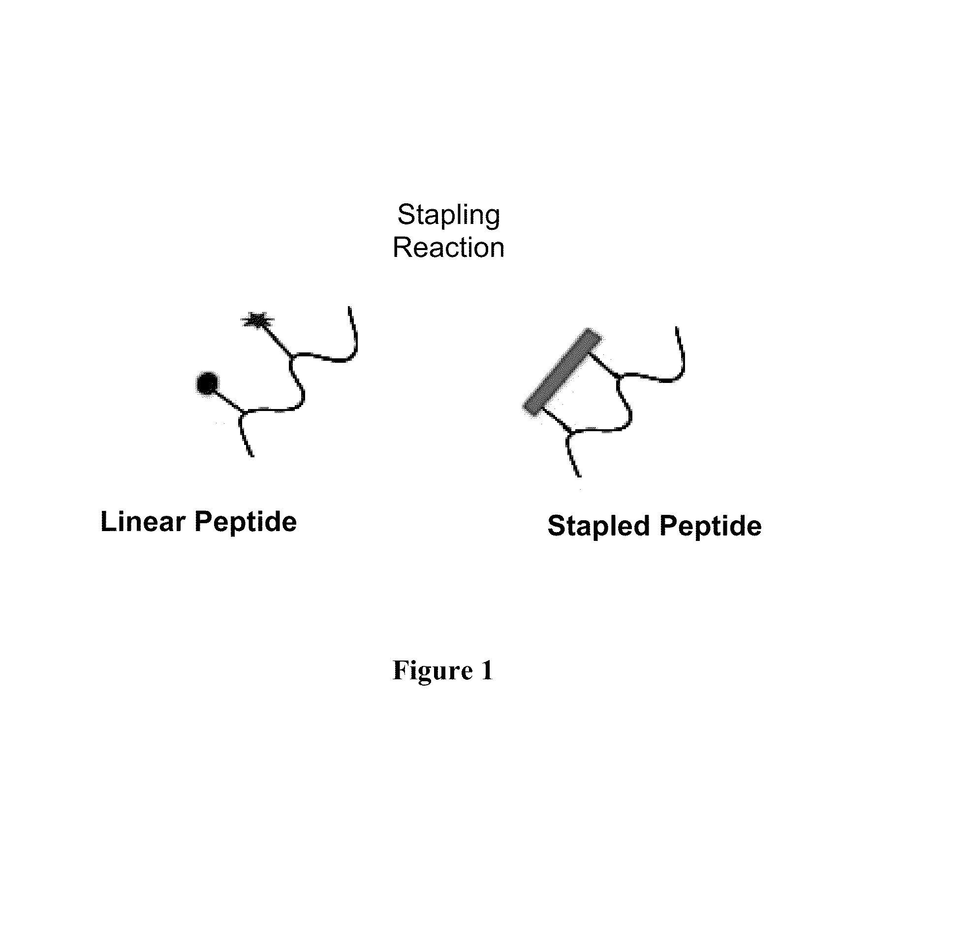 Stapled peptides and method of synthesis