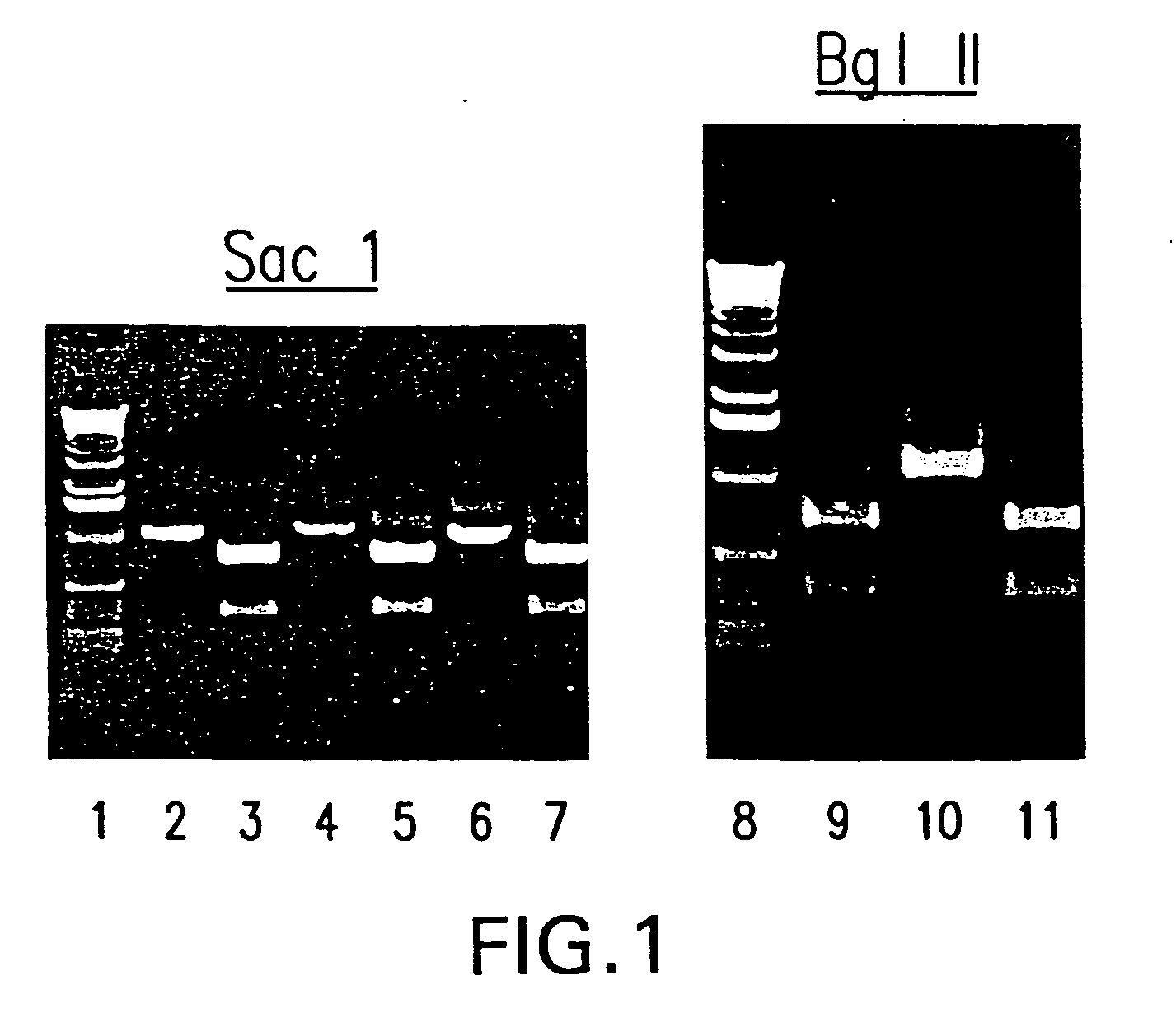 Recombinant parainfluenza virus expression systems and vaccines