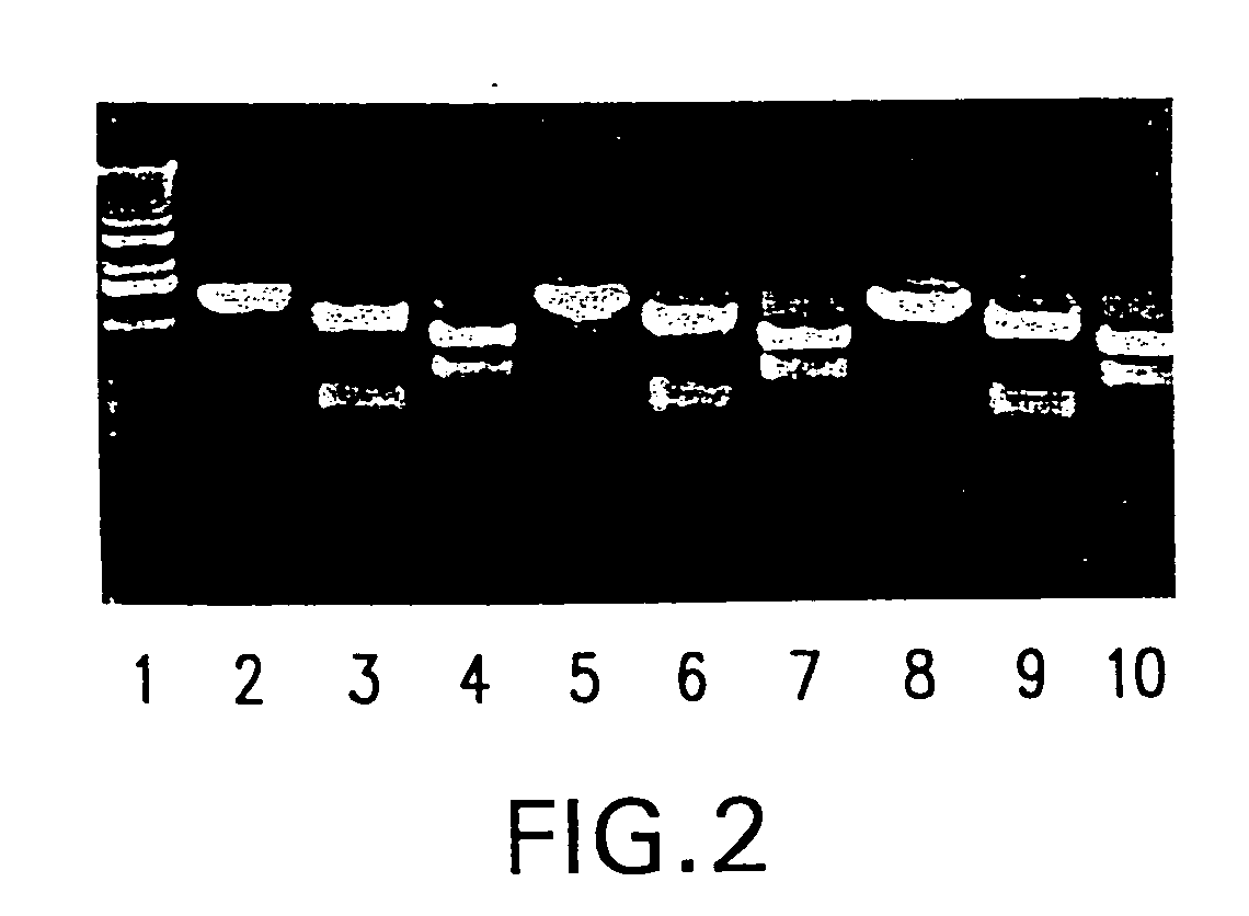 Recombinant parainfluenza virus expression systems and vaccines