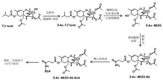 A kind of a-type trichothecenes toxin polyclonal antibody and its preparation method and application