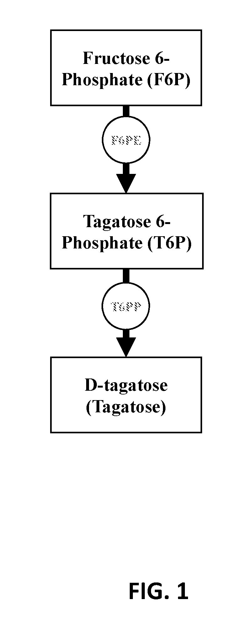 Enzymatic production of D-tagatose