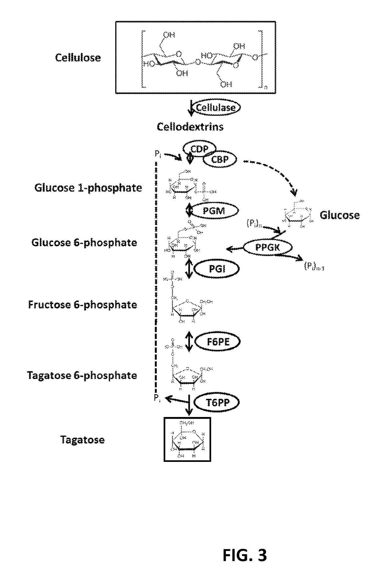 Enzymatic production of D-tagatose