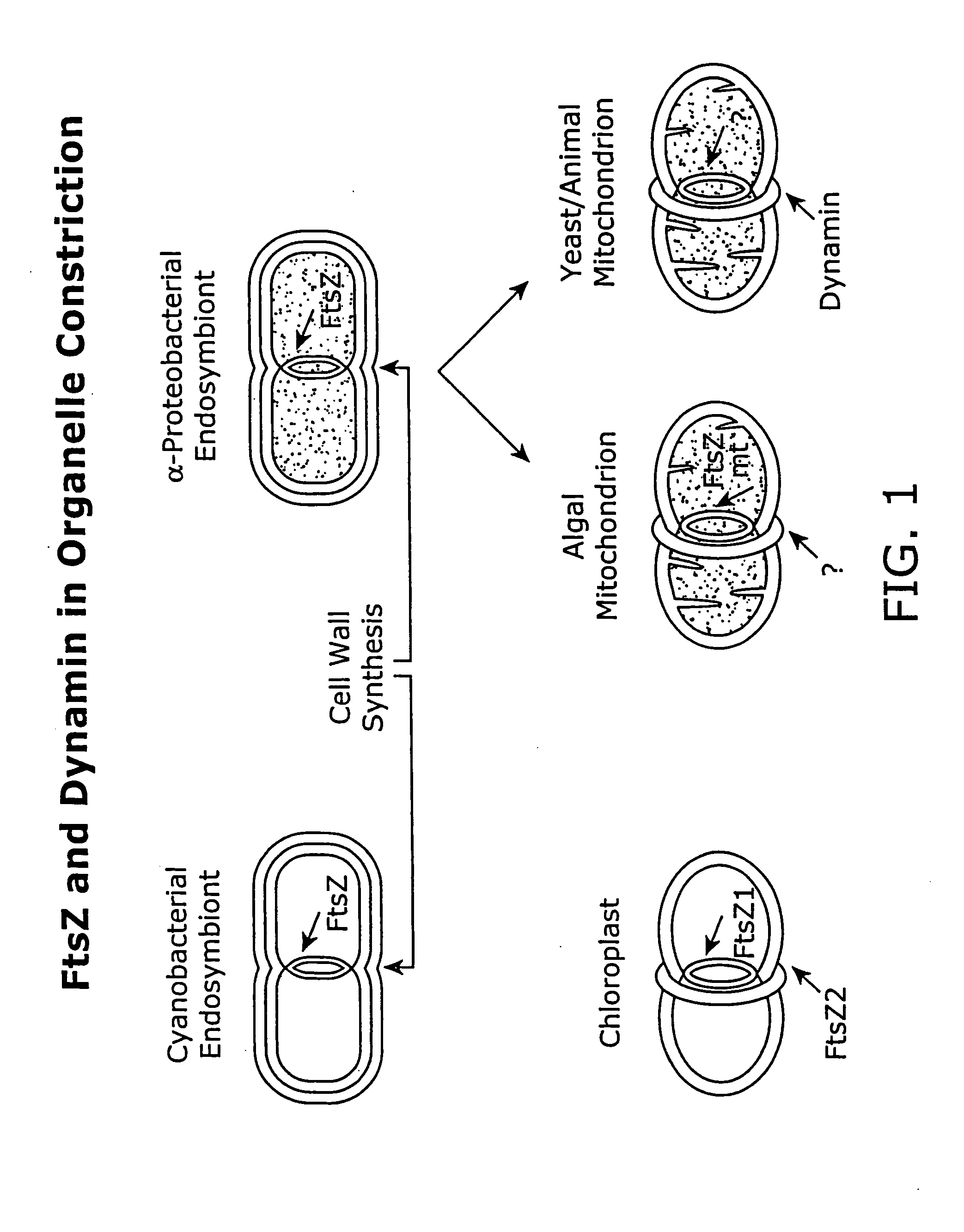 Compound combinations for inhibiting cell division and methods for their identification and use
