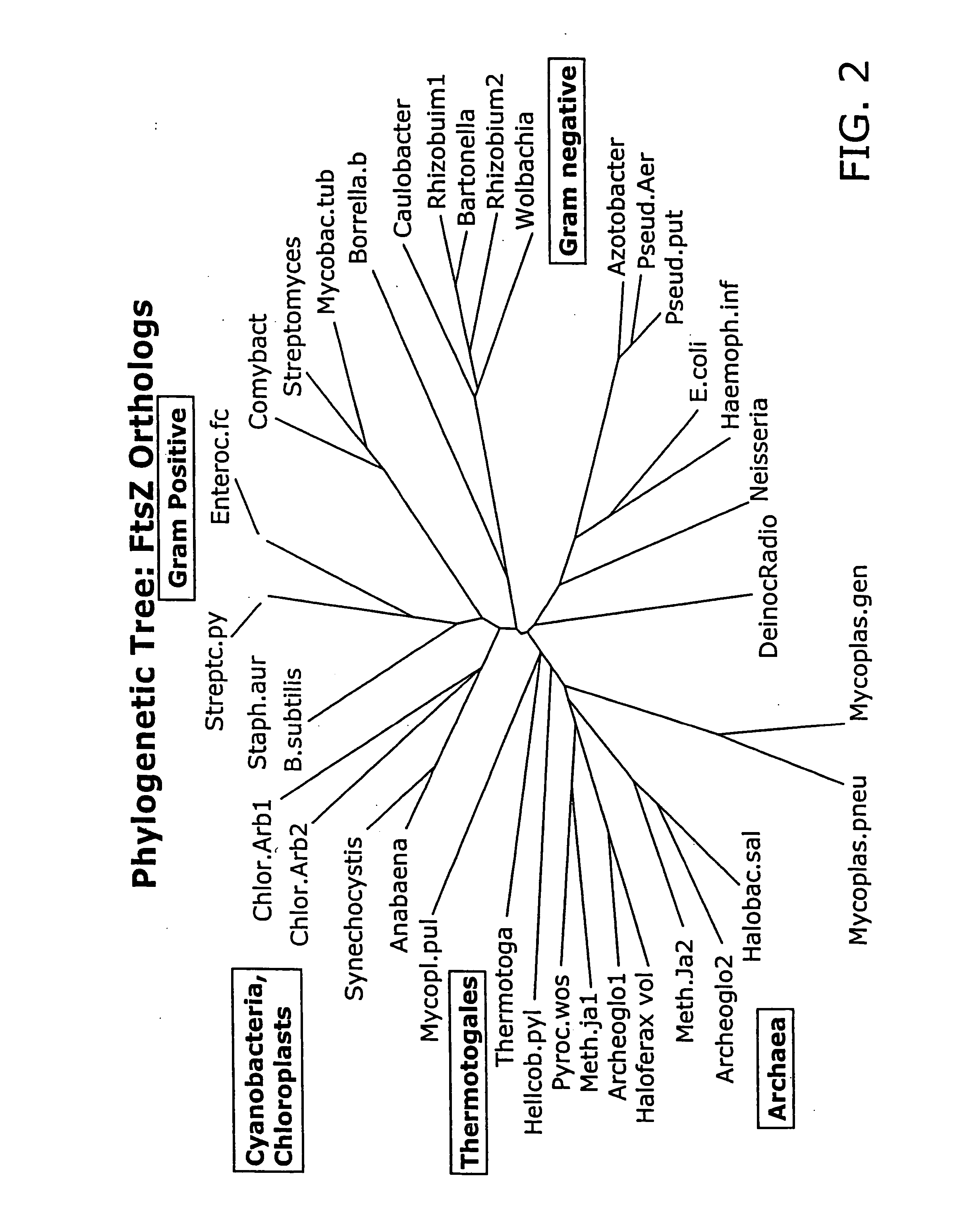 Compound combinations for inhibiting cell division and methods for their identification and use