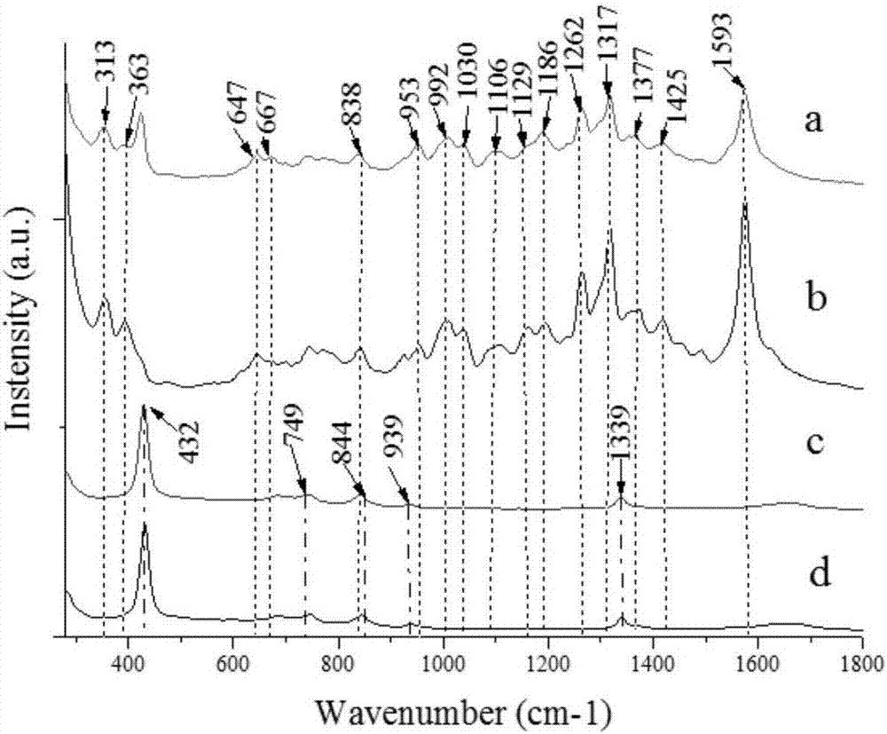 Method for qualitatively and quantitatively analyzing histamine in muscles of miichthys miiuy by surface-enhanced Raman spectroscopy