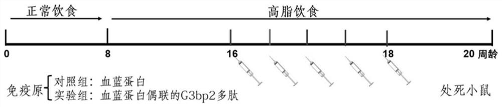 A kind of g3bp2 polypeptide vaccine and its application