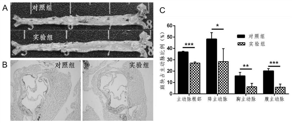 A kind of g3bp2 polypeptide vaccine and its application