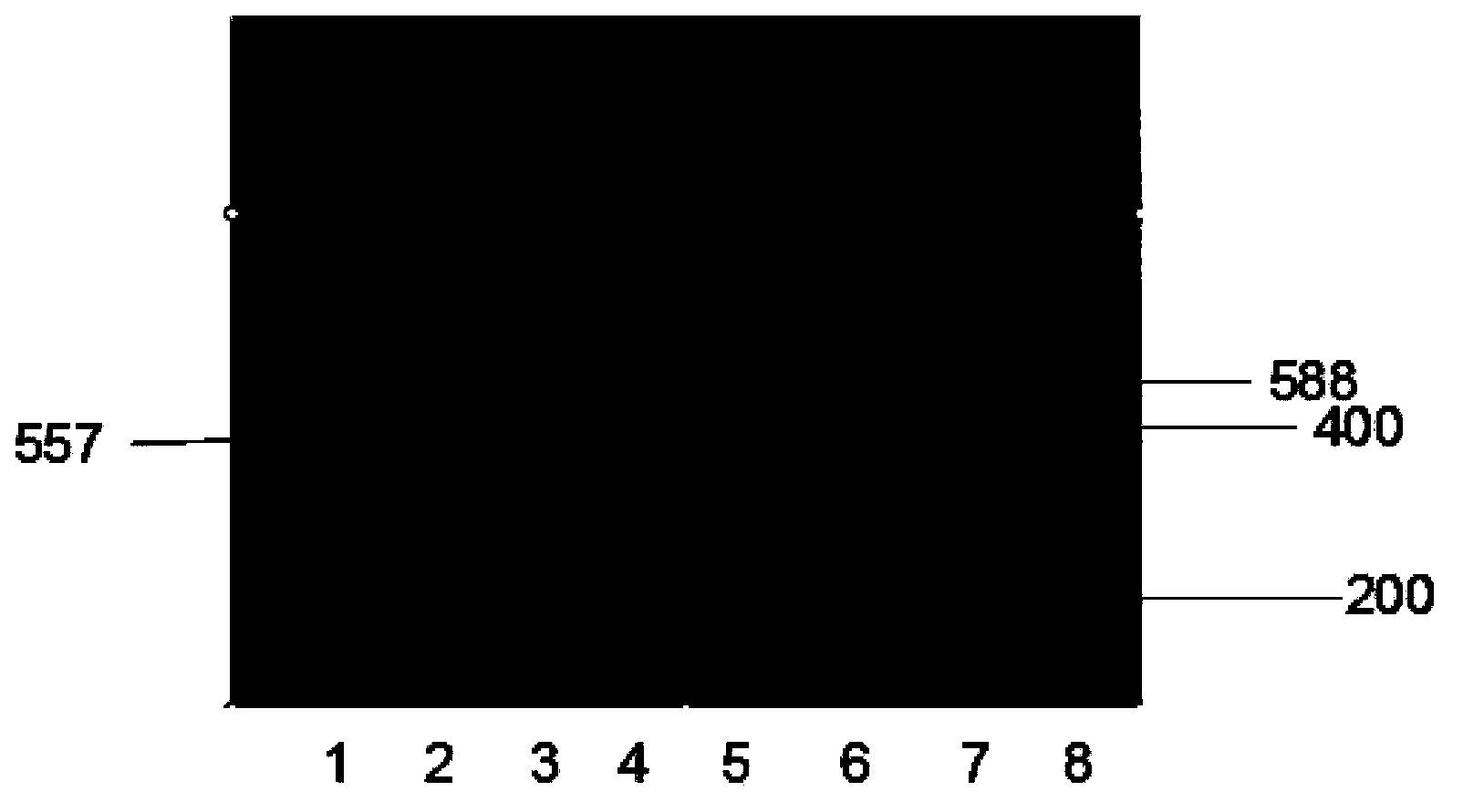 Fast detection method for chicken Pax7 gene 31 bp indel polymorphism and application thereof