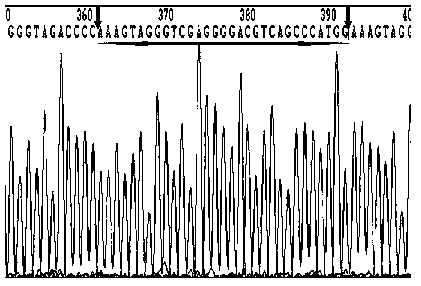 Fast detection method for chicken Pax7 gene 31 bp indel polymorphism and application thereof