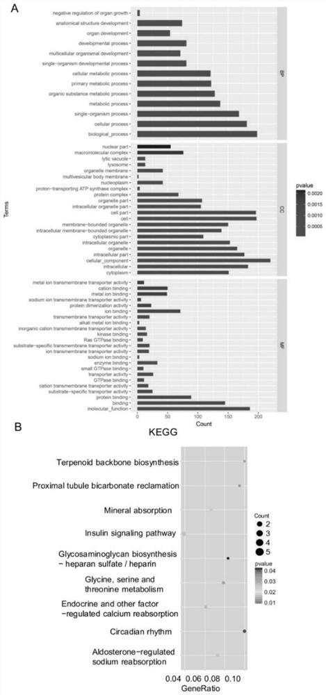 Application of tifa inhibitor in the preparation of medicine for treating and/or preventing sepsis acute kidney injury