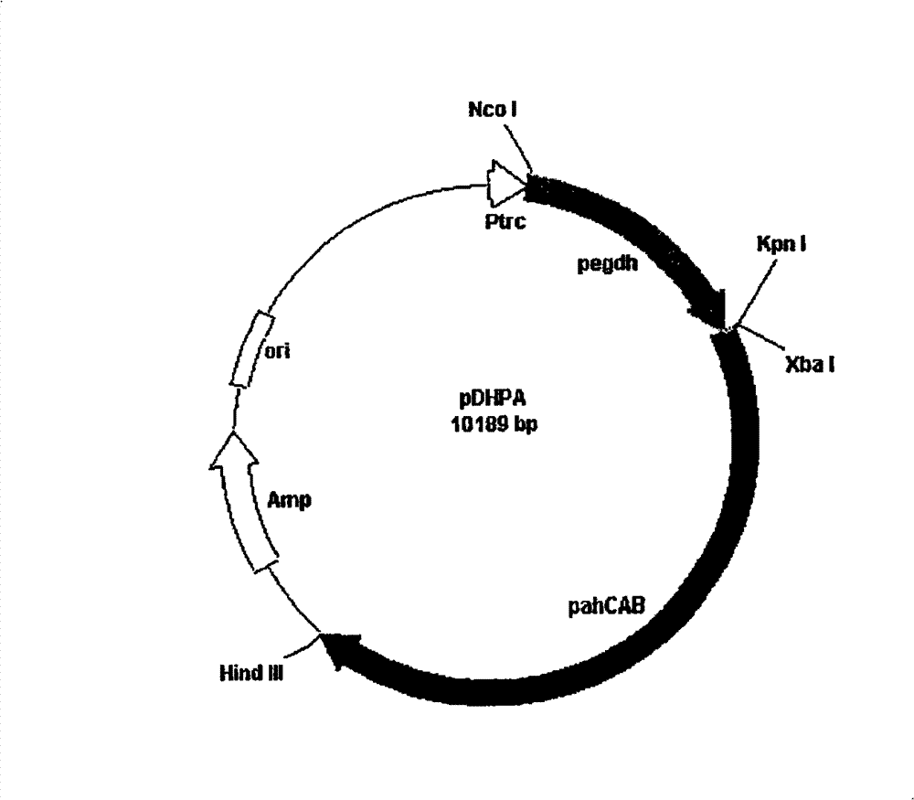 R-3-hydroxybutyrate methyl ester biosynthesis preparation method