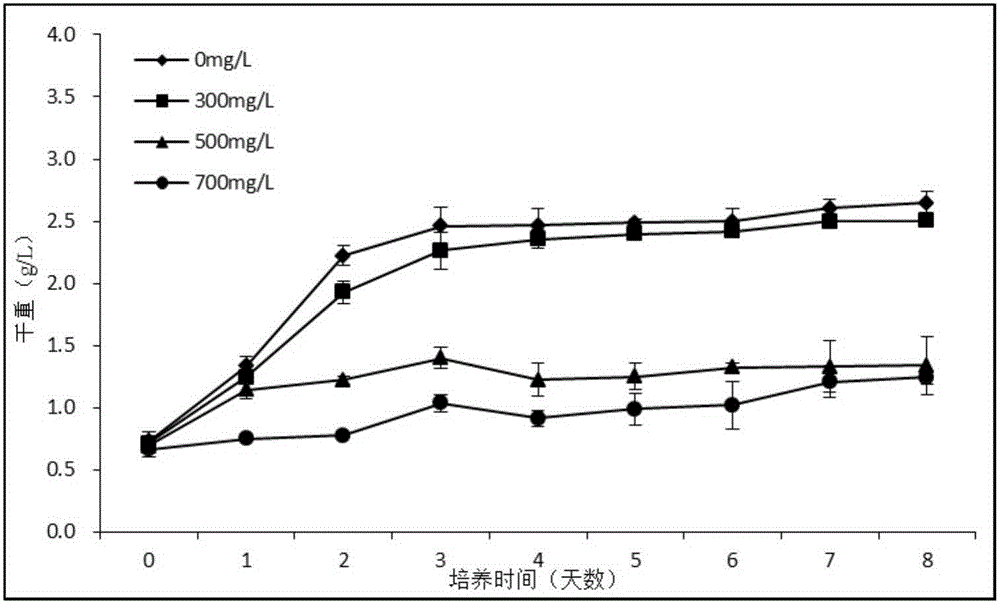 Method for improving tolerance and increasing degradation rate of chlorella on phenol