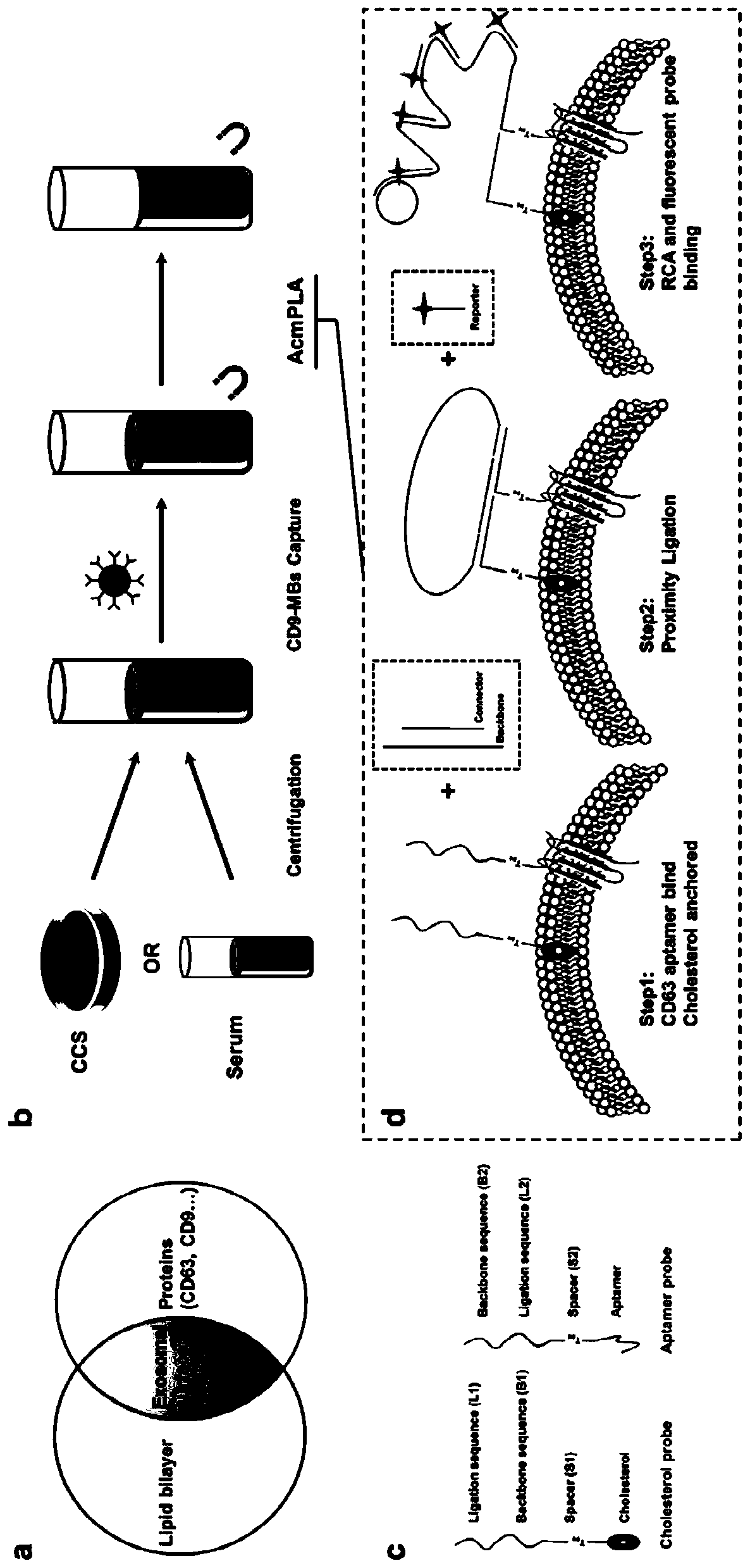 High-specificity exosome separation, detection and enrichment method
