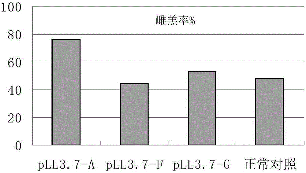 RNAi fragment, RNAi vector, preparation method and application of RNAi vector