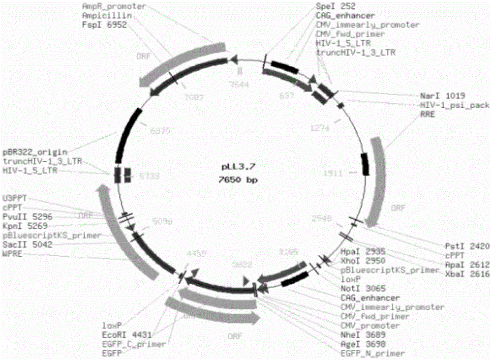 RNAi fragment, RNAi vector, preparation method and application of RNAi vector