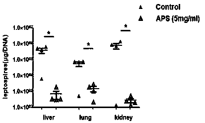 Medicinal application of astragalus polysaccharide in prevention and treatment of leptospirosis