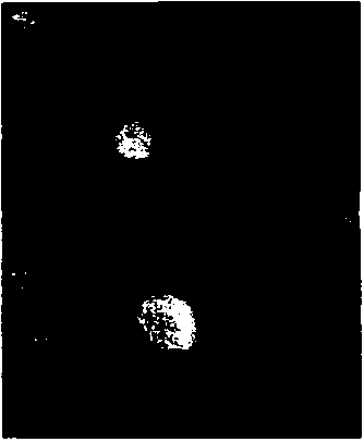 Liposome preparation method and method for preparing liposome adjuvant