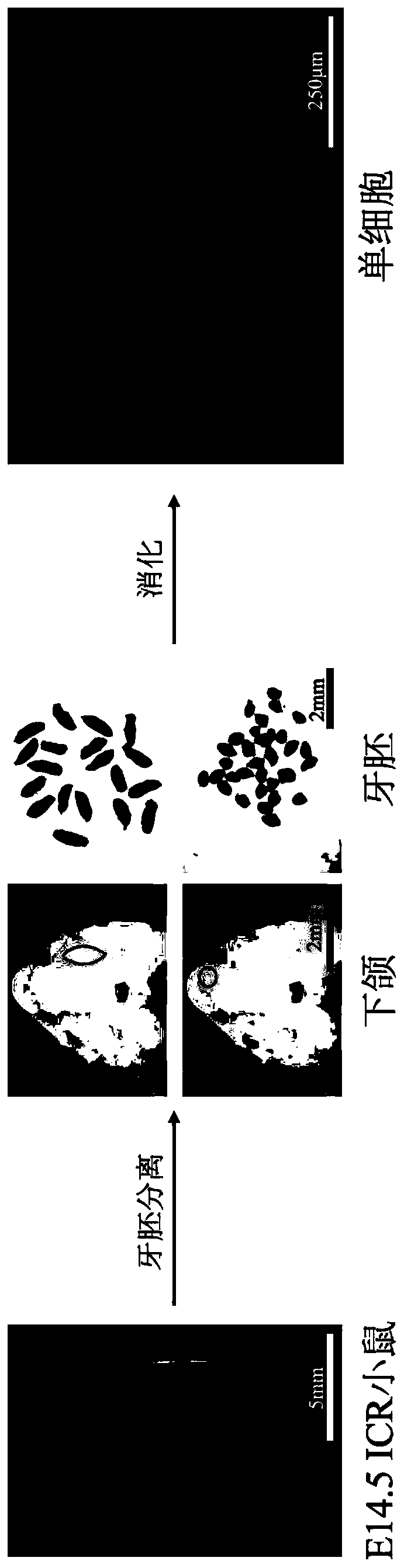 Method for separating dental embryo single cells and application thereof