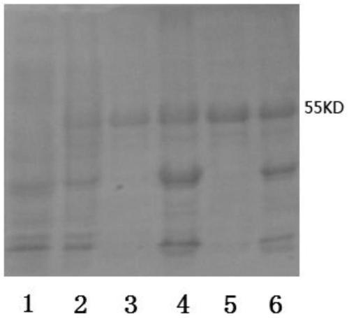 Method for improving the immunogenicity of s-adenosyl-l-cysteine ​​hydrolase and hexasaccharide-modified ahcy protein