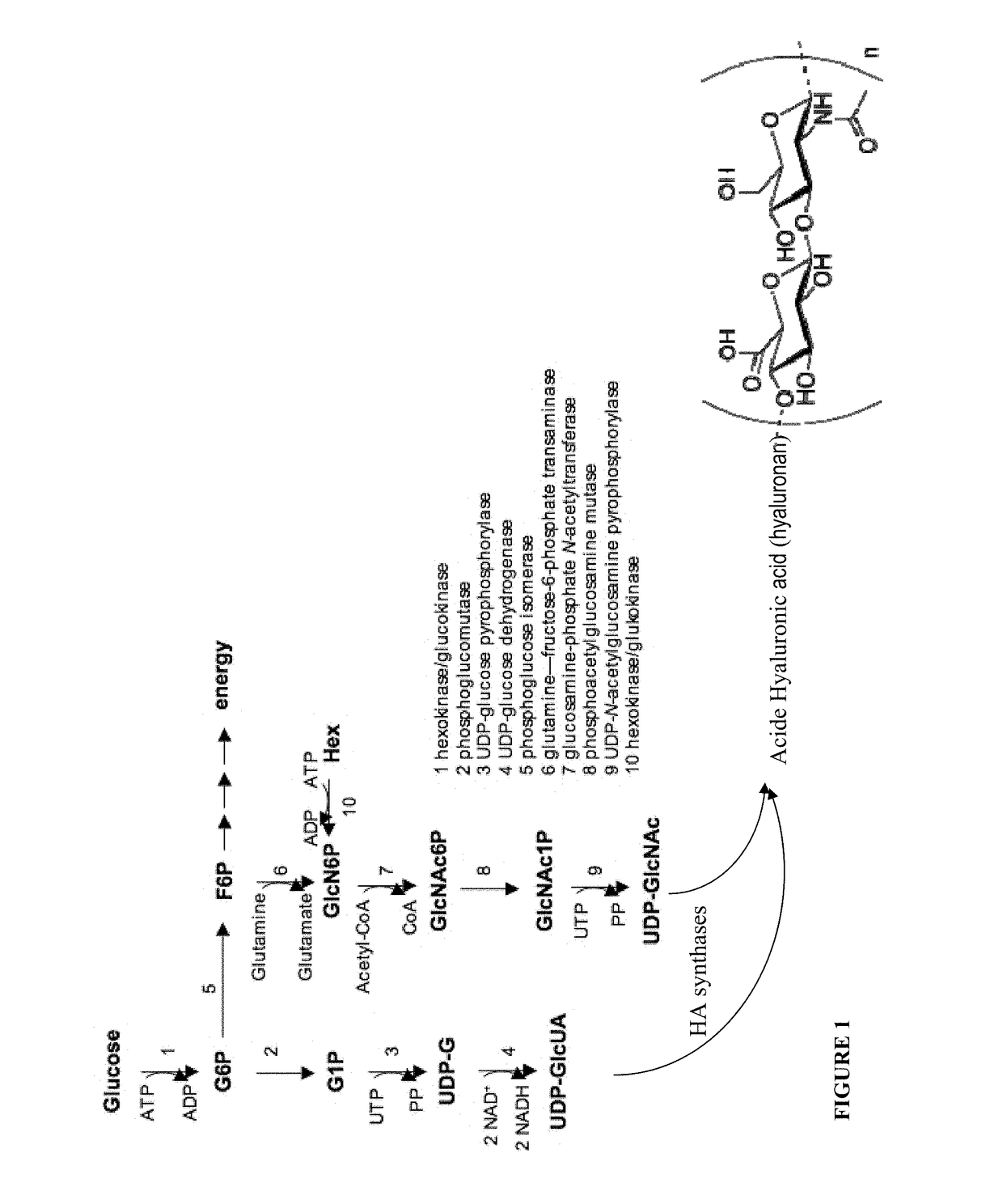 Cosmetic and pharmaceutical composition comprising N-acetylglucosamine-6-phosphate
