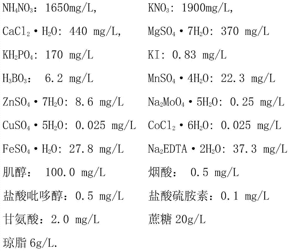 A kind of culture medium for rapid growth of Dendrobium candidum in vitro