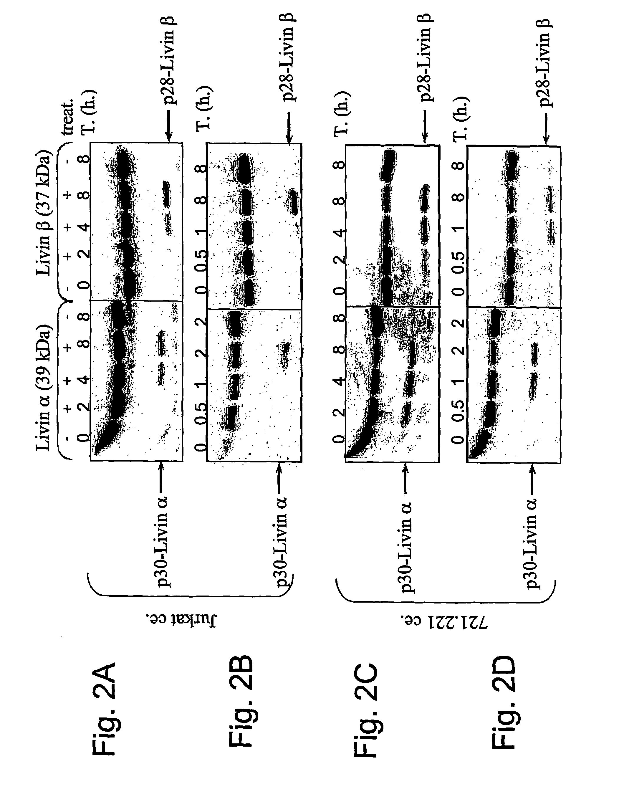 Livin-derived peptides, compositions and uses thereof