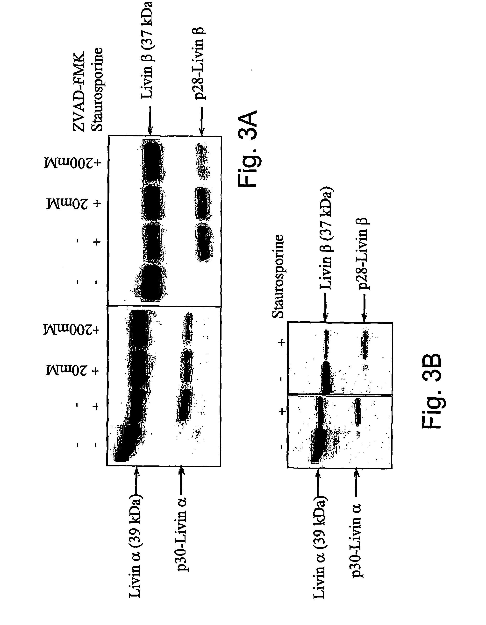 Livin-derived peptides, compositions and uses thereof