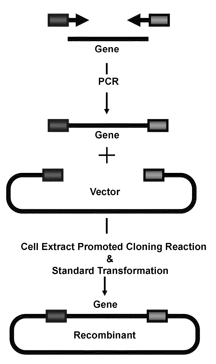 Cell extract promoted cloning