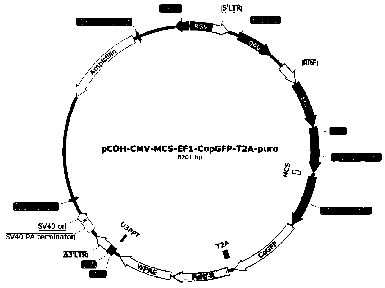 Preparation method and application of anti-tumor microparticles modified by genetic engineering