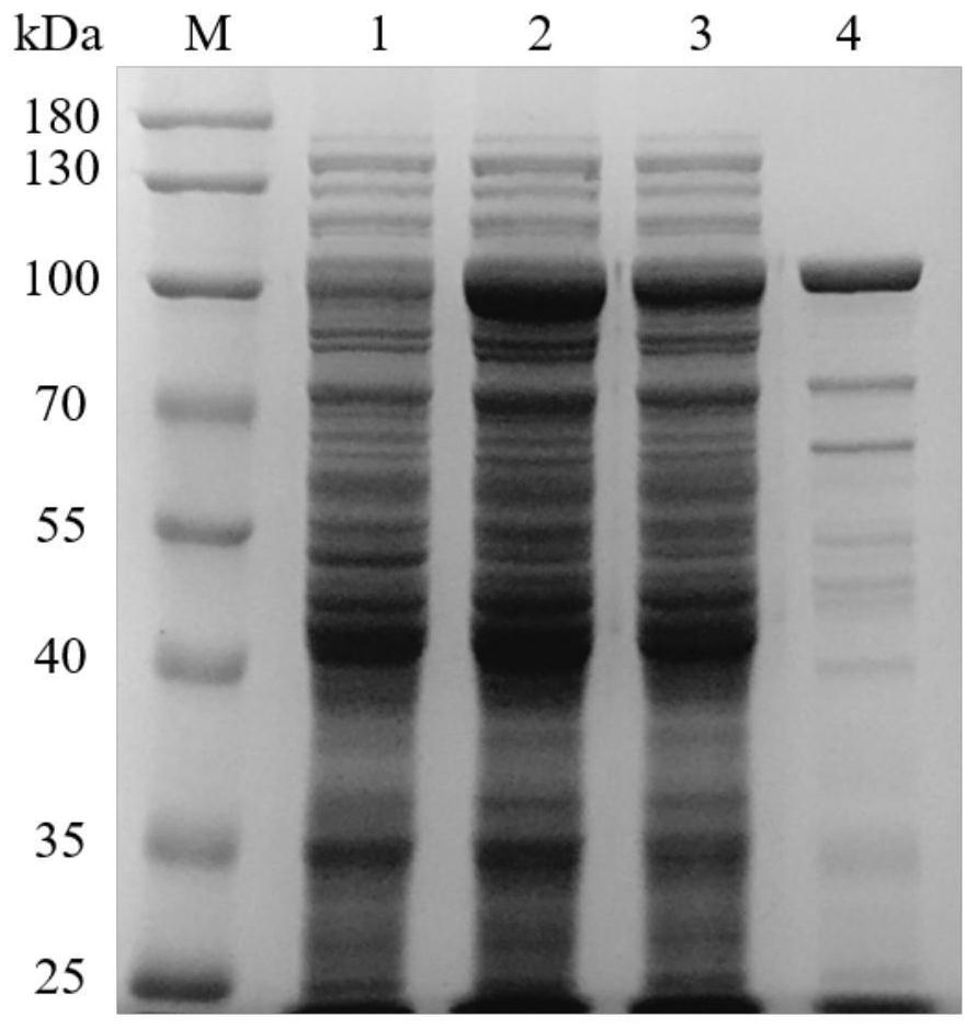 Taq DNA polymerase and endonuclease chimera, and preparation method and application thereof