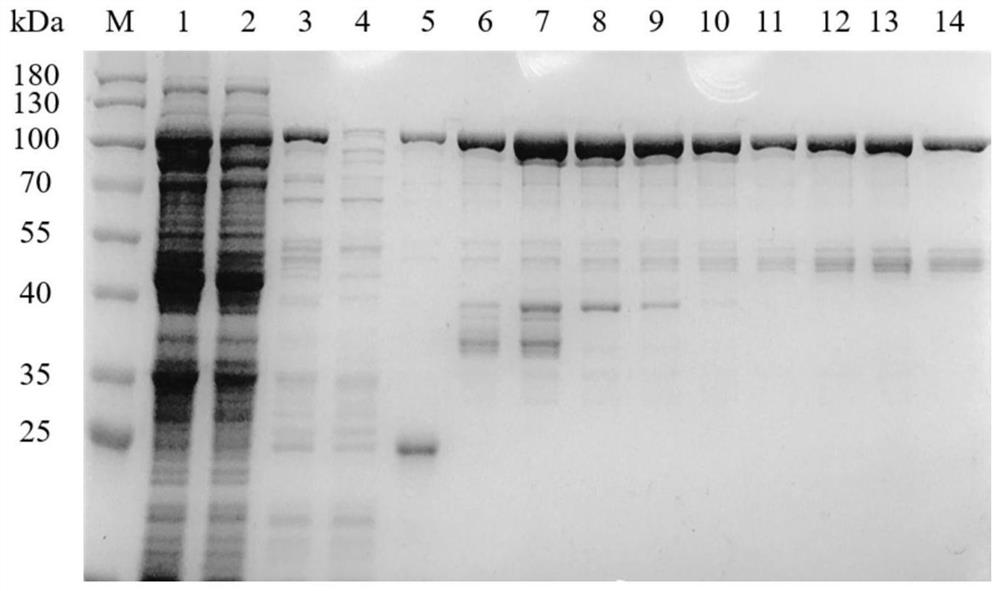 Taq DNA polymerase and endonuclease chimera, and preparation method and application thereof