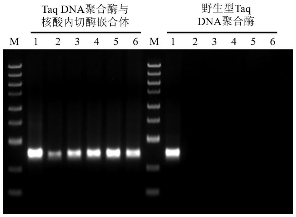 Taq DNA polymerase and endonuclease chimera, and preparation method and application thereof