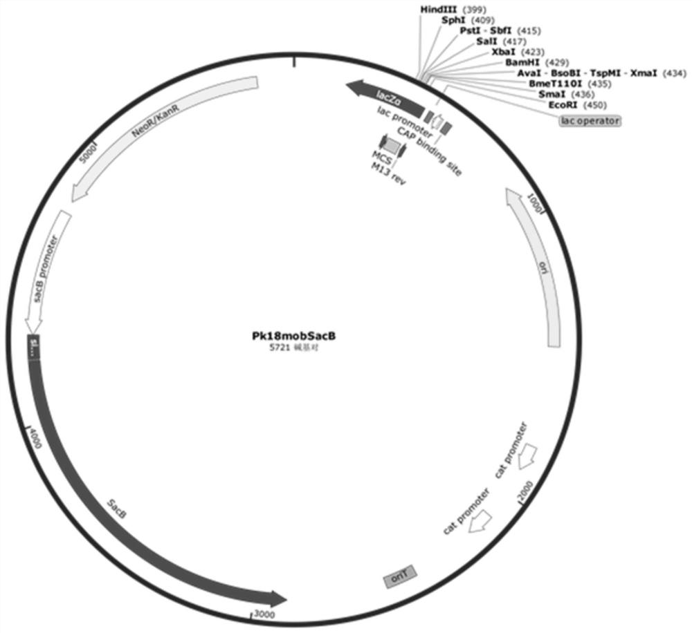 Application of PsPIWI-RE protein derived from pseudomonas stutzeri in mediated homologous recombination