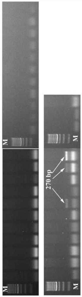 Primers for identifying sex of Diospyros kaki and application of primers