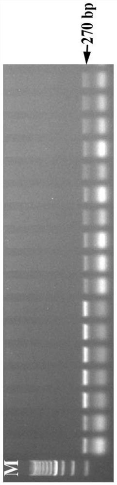 Primers for identifying sex of Diospyros kaki and application of primers