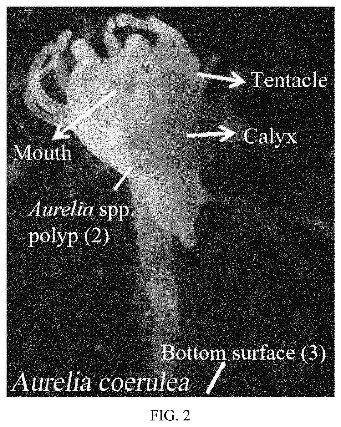 Method for controlling <i>Aurelia </i>spp. blooms in harbors