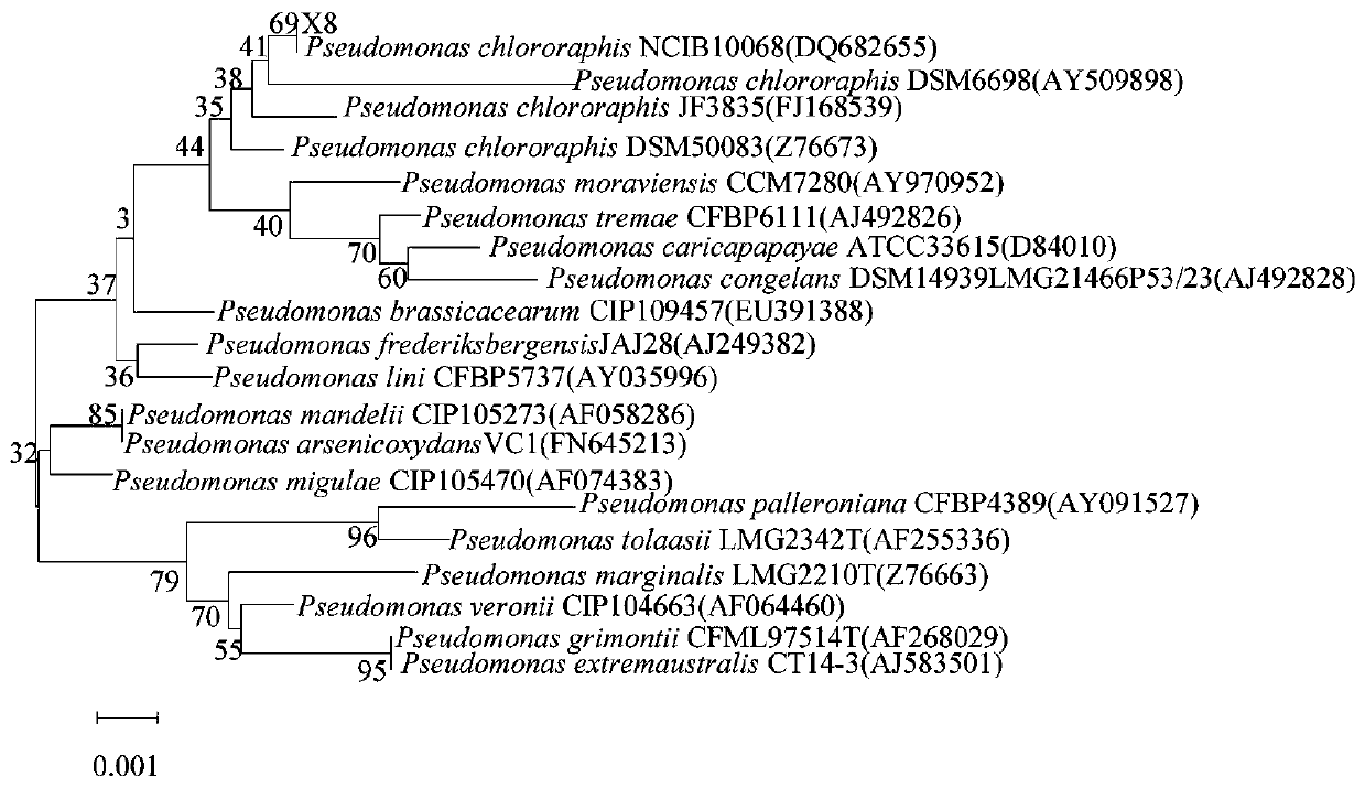 A kind of Pseudomonas aeruginosa strain x8 and its application