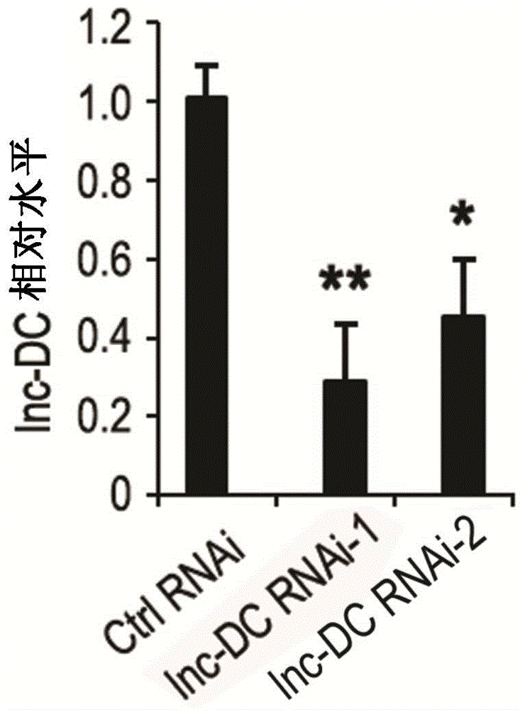 Specific biomarker for human dendritic cells maturity and functions