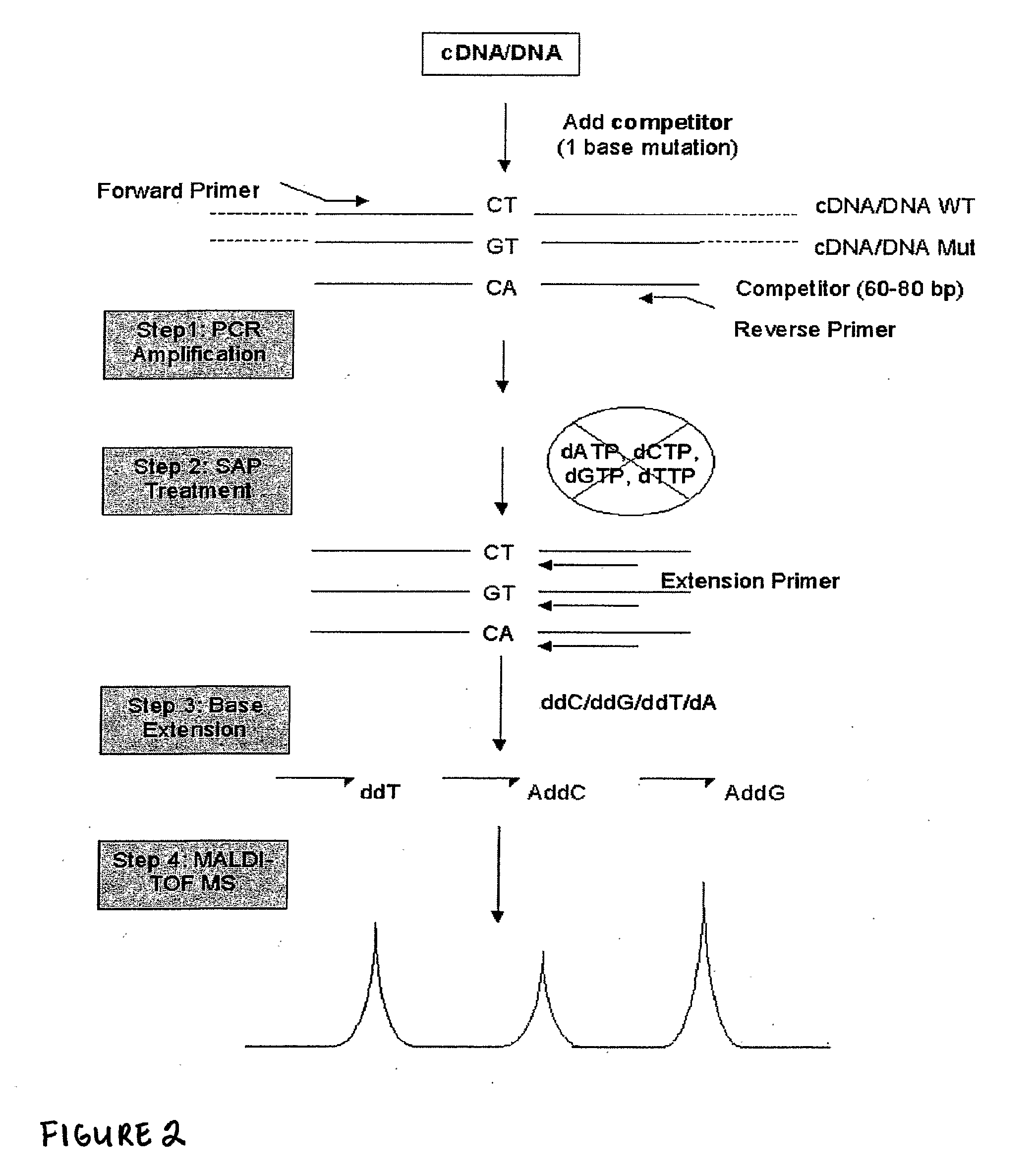 Method for detecting and quantifying rare mutations/polymorphisms
