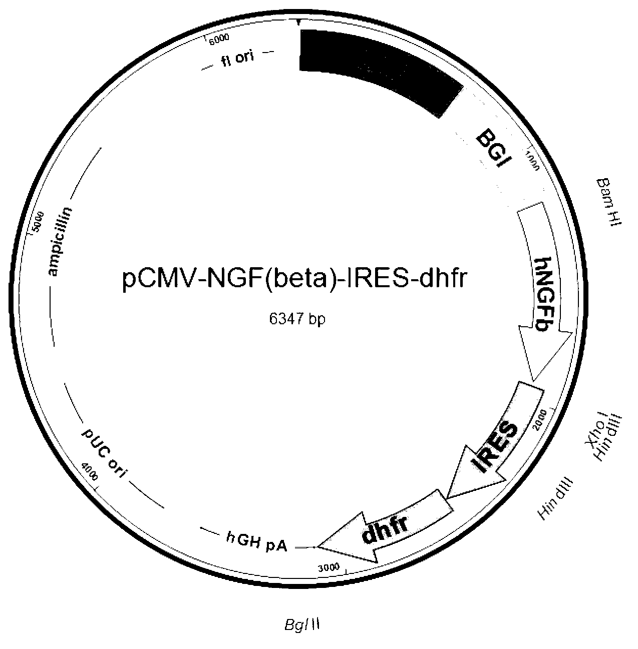 Recombinant expression vector for human beta-NGF and recombinant cell strain containing same