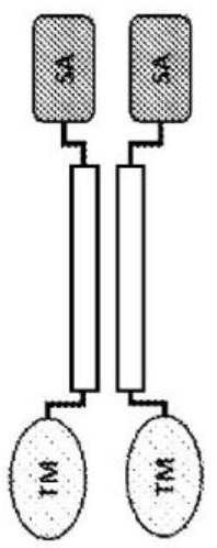 Therapeutic interferon alpha 1 proteins