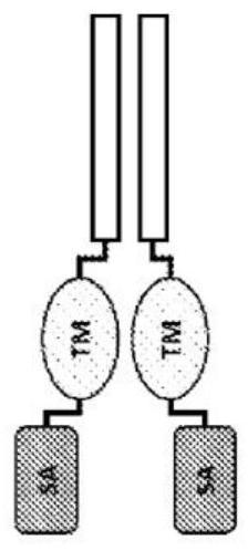 Therapeutic interferon alpha 1 proteins