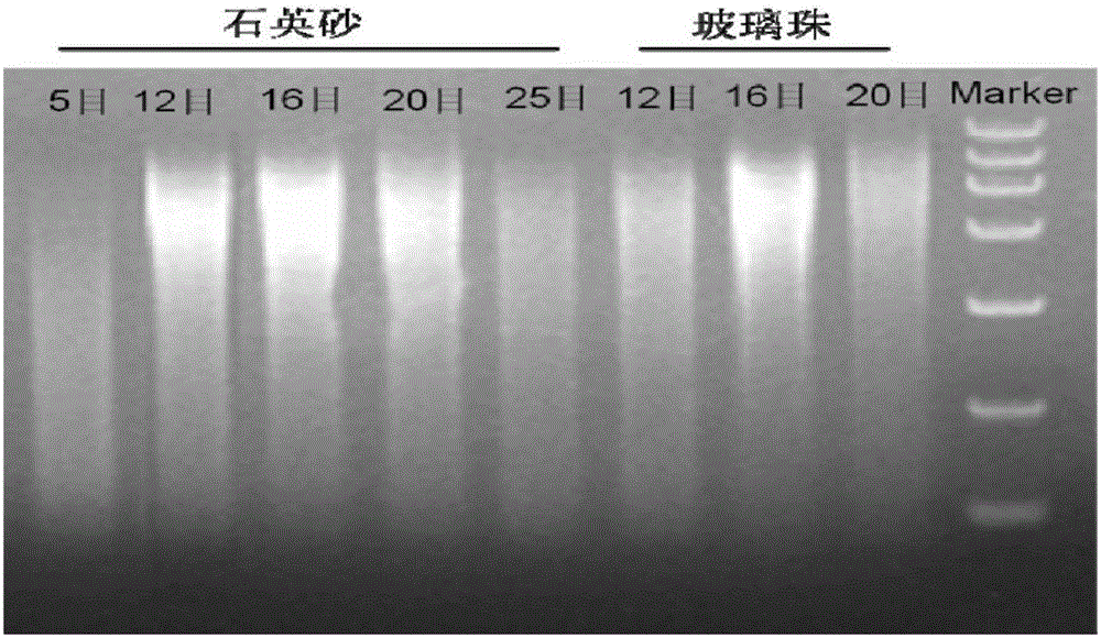 Method for economically and rapidly extracting microbial genome DNA in fermented grains